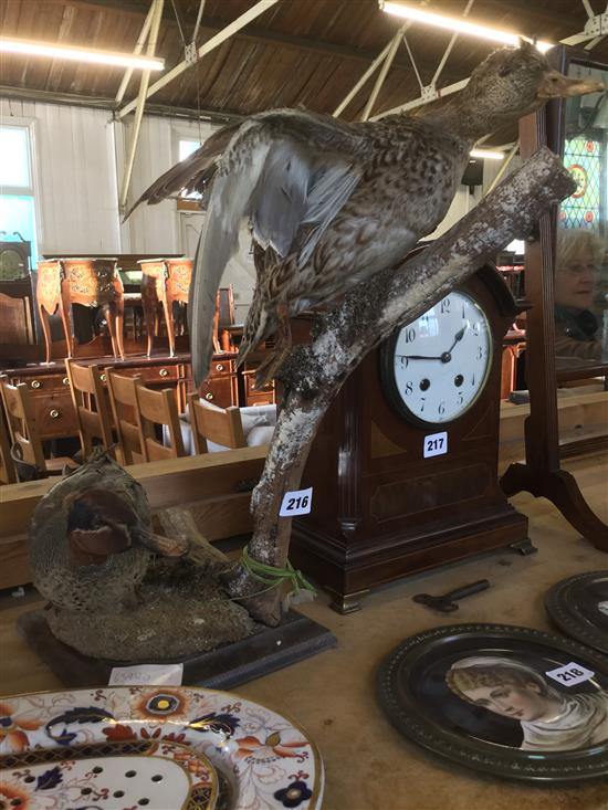 Taxidermy terns group